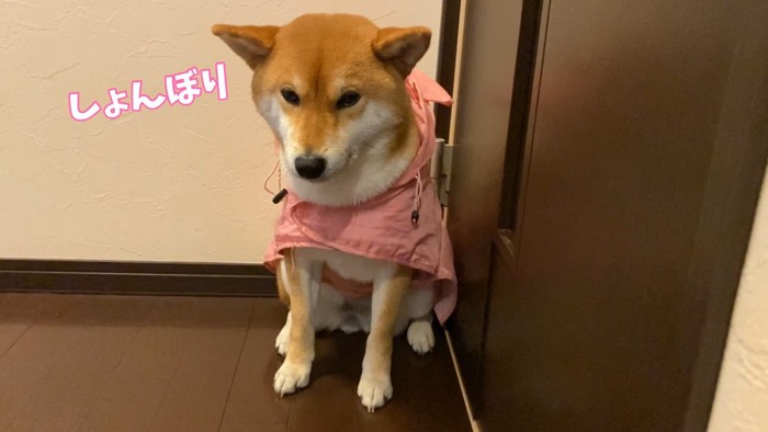 哀愁漂う姿が愛おしい！