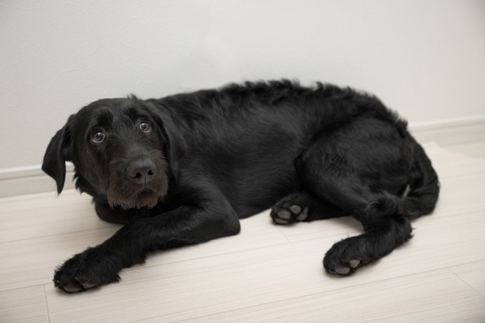 床に伏せている犬