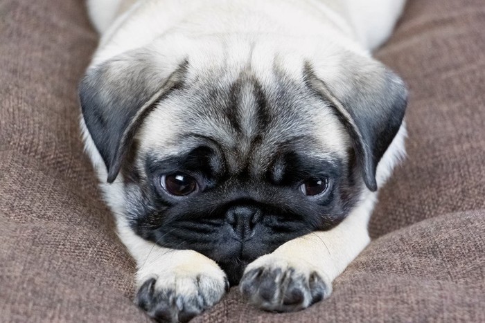 前足を揃えてうつ伏せになる犬