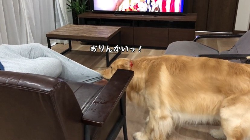 ズボンの裾を引っ張る犬3