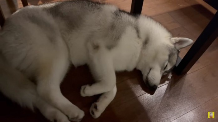 ぐっすり眠るもんちゃん