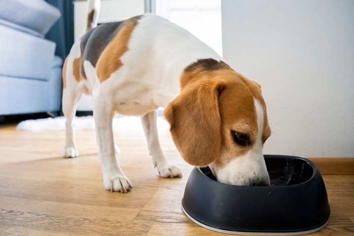 食事中の犬
