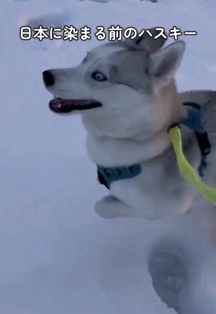 雪の上を勢いよく駆ける犬