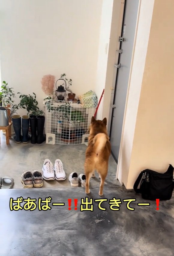 玄関で待つこたろう君