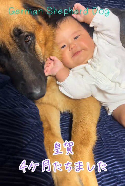 赤ちゃんとお兄ちゃん犬たち