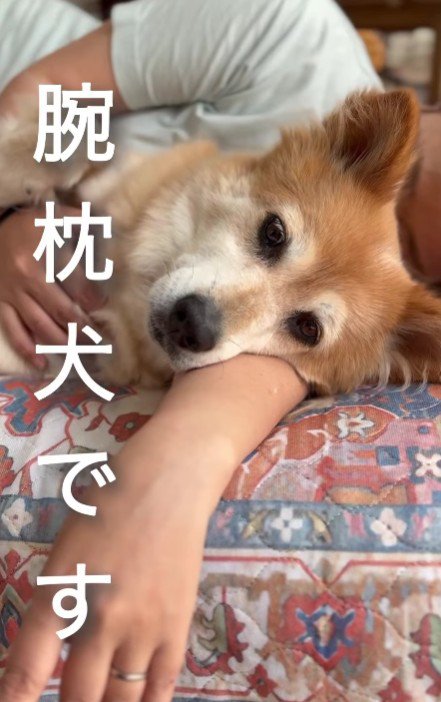 元保護犬のこはるちゃん