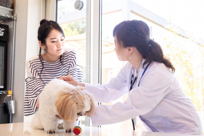 診察してもらう犬