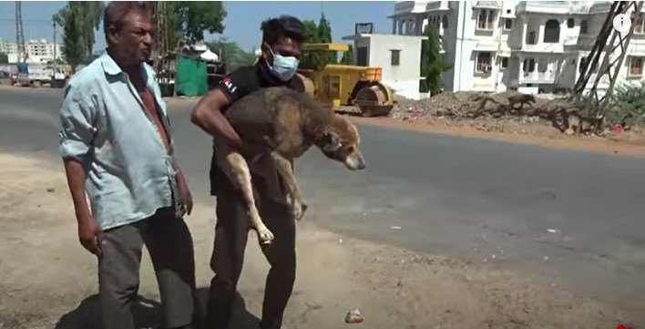 犬を保護します