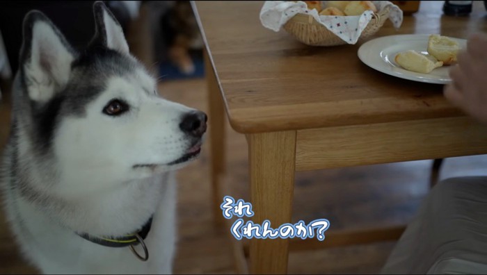 飼い主が作ったスコーンを見つめる犬