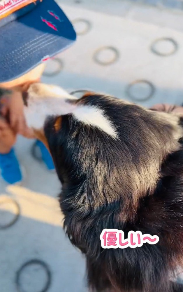 小学生にキスする超大型犬
