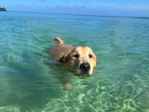 海が大好き