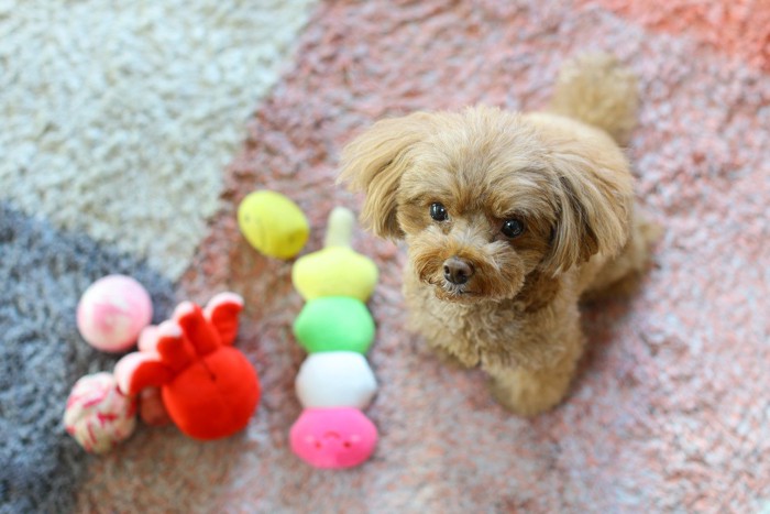 トイプードルとおもちゃ