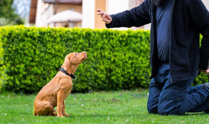 トレーニング中のビズラの子犬