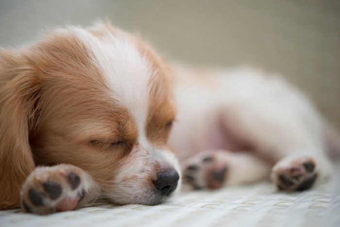 眠っている子犬