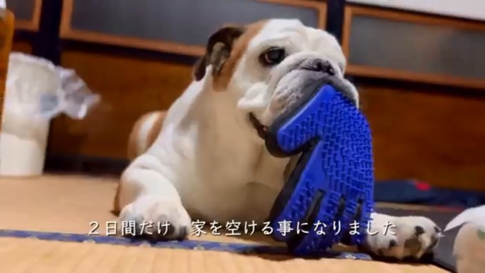 おもちゃで遊ぶまめちゃん