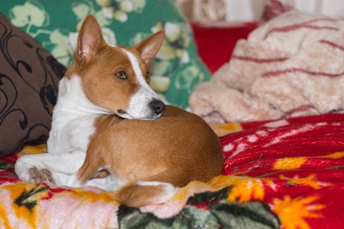 ソファでくつろぐ犬