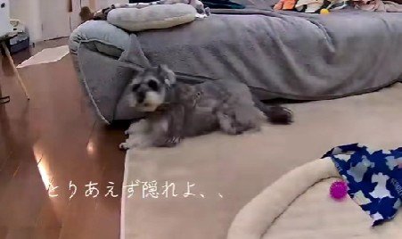 ソファに隠れて避難！！