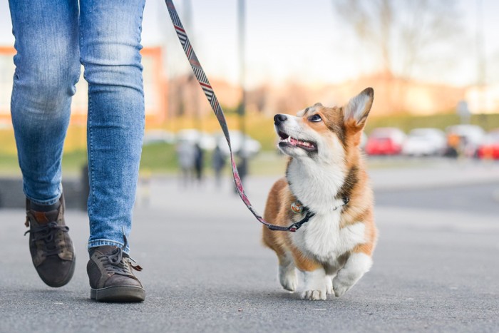 飼い主の方を見上げながら外を散歩している犬