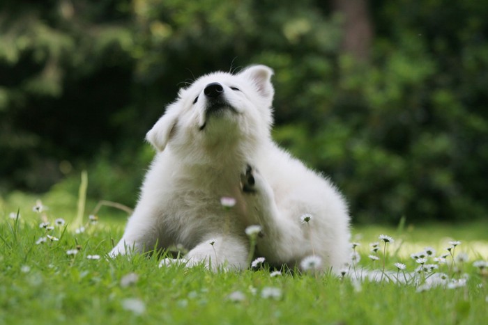 体を掻いている犬