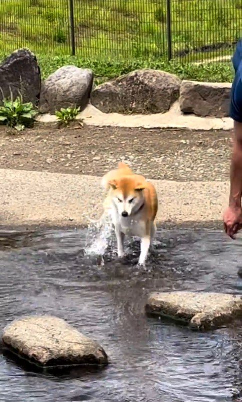 水に入ってしまったまりちゃん6