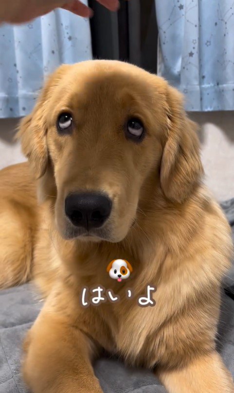 上を向いてほしい飼い主さんVSモンガータくん2