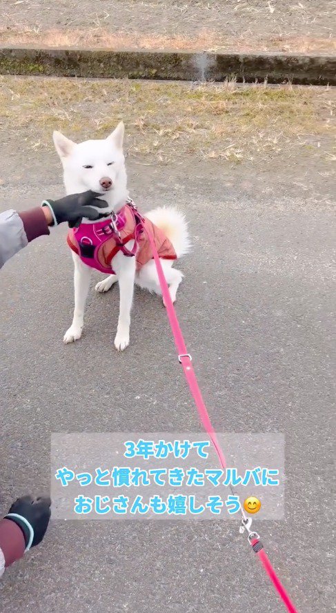 男性に首を撫でられる、白い犬