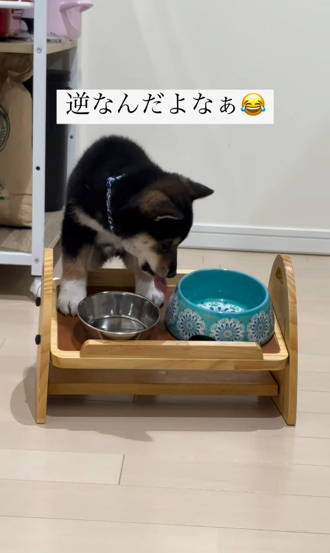 水を飲む猪之助くん4