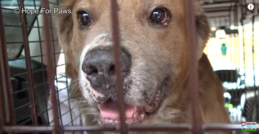 ケージから外を見つめる犬