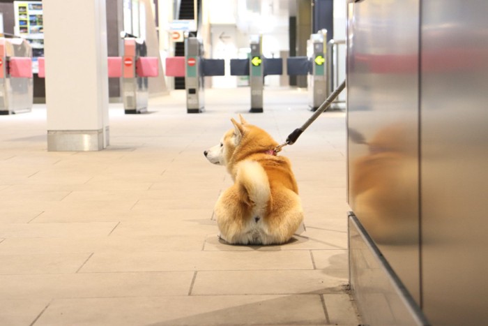 改札口で伏せる柴犬