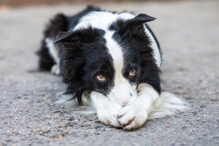 お鼻を隠している犬