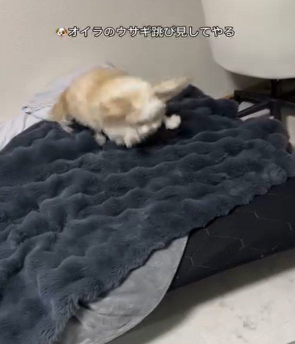 ジャンプする犬