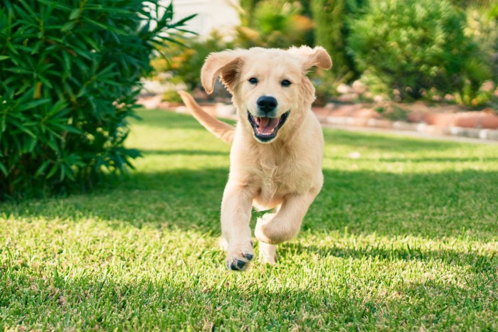 嬉しそうに駆け寄る犬