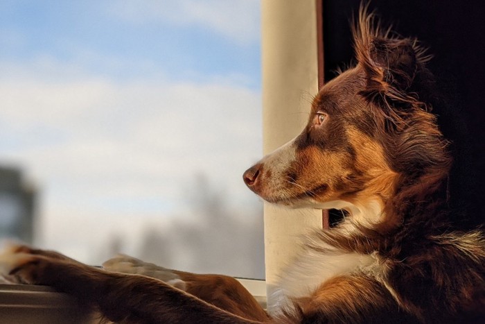 窓の外を見つめる犬