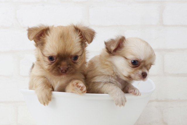 ボウルに入ったチワワの子犬