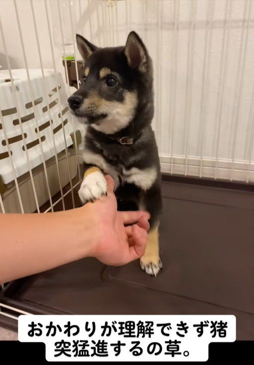 芸の練習中のもずくちゃん5