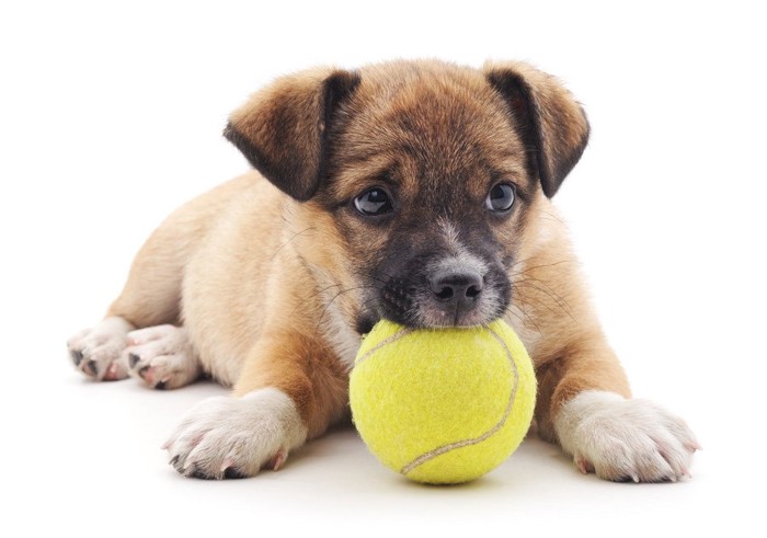 テニスボールと垂れ耳の子犬