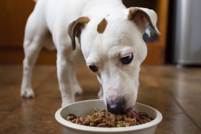 ご飯を食べる犬