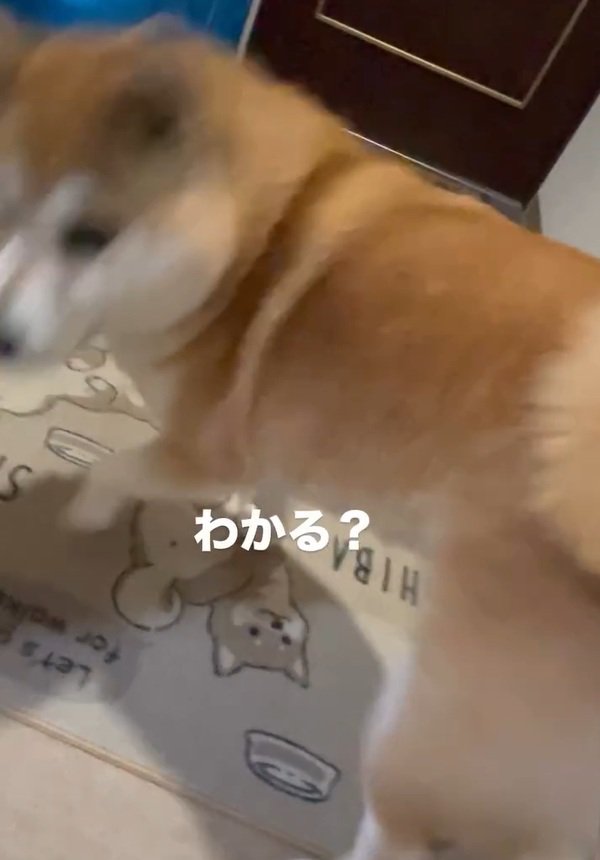 動き出したまるちゃん