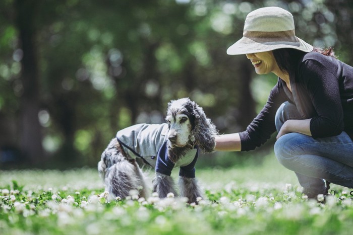 散歩中の老犬と女性