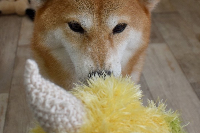 おもちゃを見つめる柴犬