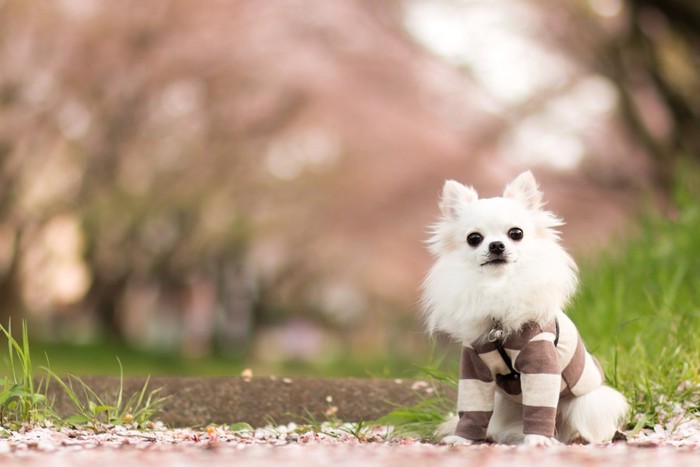 桜の下を歩くチワワ