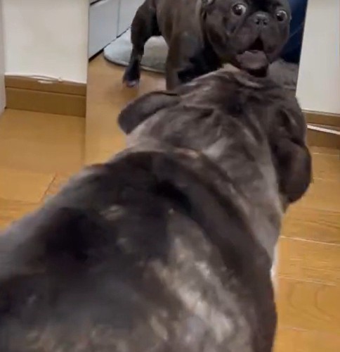 鏡で自分の姿を見た秀吉くん4