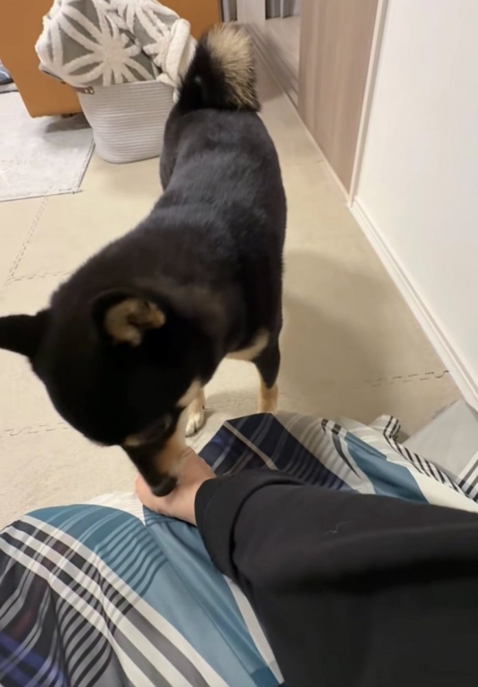 腕の匂いをかぐ犬