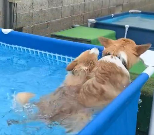 可愛すぎる