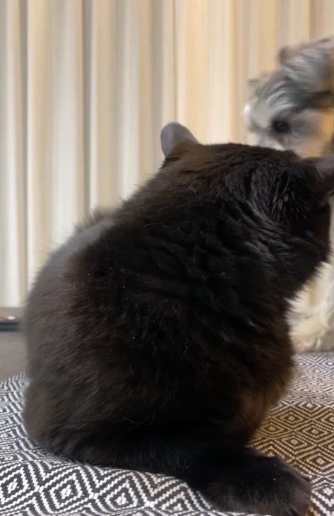 猫に怒られる小型犬