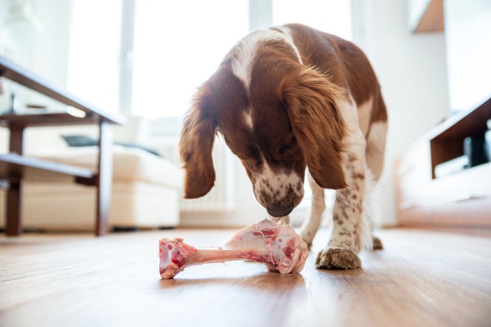 骨を見つめる犬