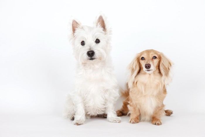 並んで座る立ち耳の犬と垂れ耳の犬