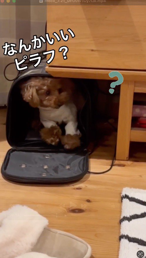 ペットキャリーの中に入る犬