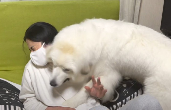 人にのしかかる犬