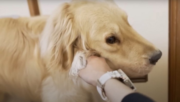 首輪を持たれる犬